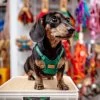 CHARLIE'S BACKYARD Comfort Dog Harness In Green