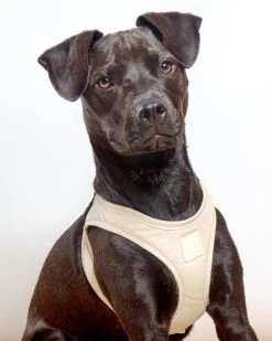 FUZZYARD Soft Fabric Step-In Dog Harness