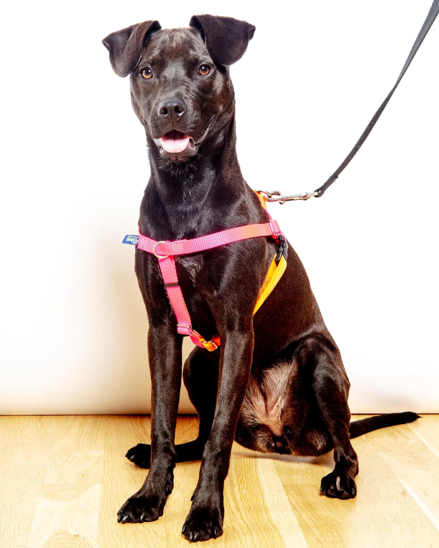 2 HOUNDS For DOG & CO. (Exclusive) Freedom No-Pull Harness In Neon Pink & Orange (Made In The USA) - Image 3