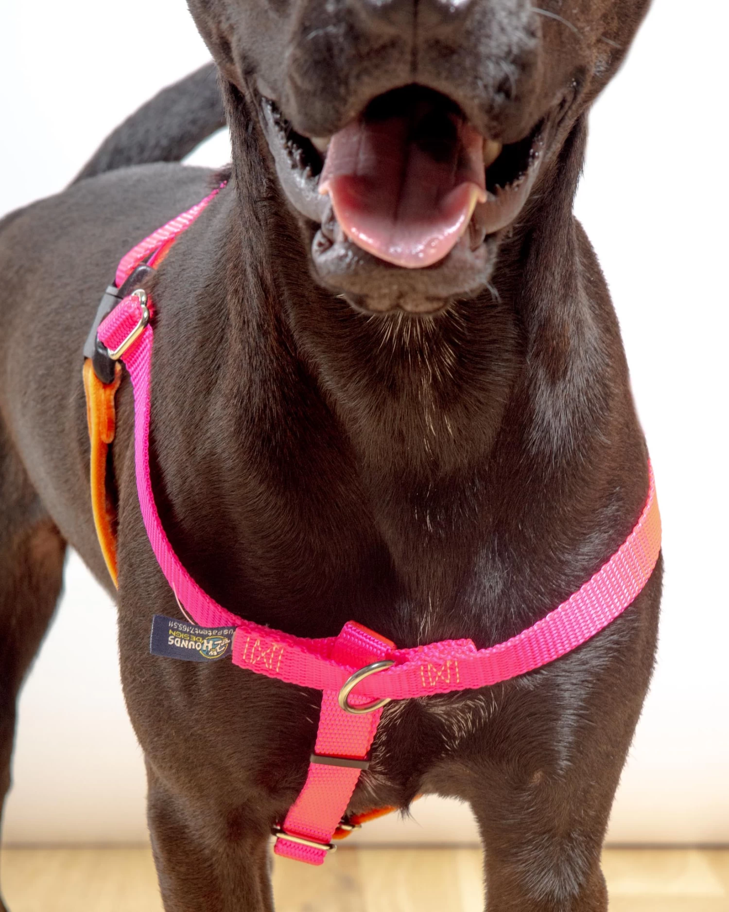 2 HOUNDS For DOG & CO. (Exclusive) Freedom No-Pull Harness In Neon Pink & Orange (Made In The USA) - Image 6