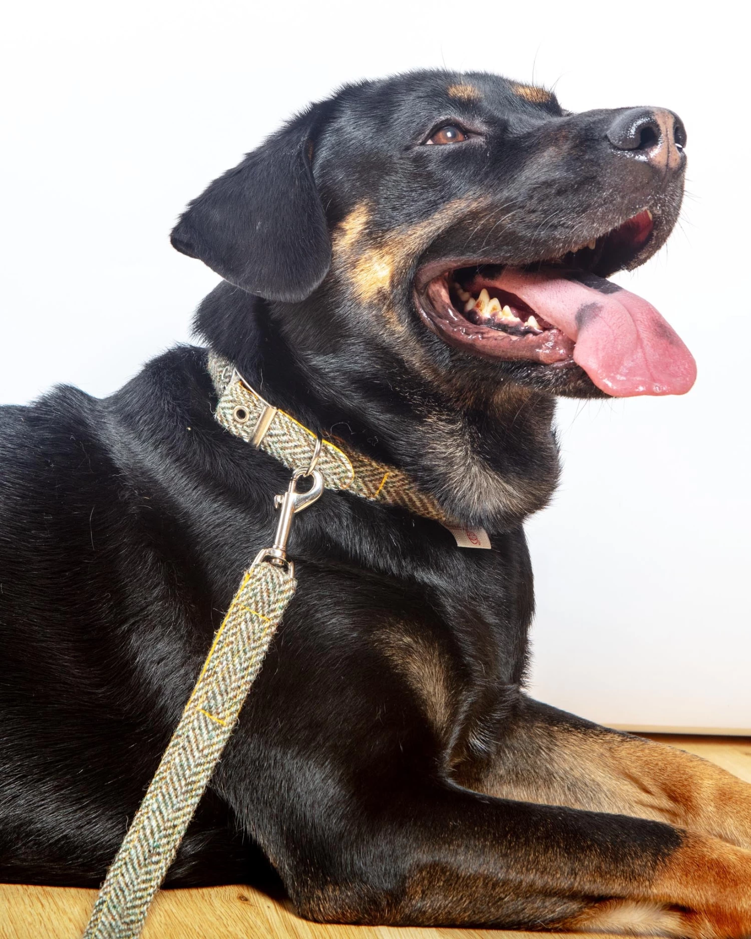 BLOSSOM CO. Eriskay Harris Tweed Dog Lead - Image 4