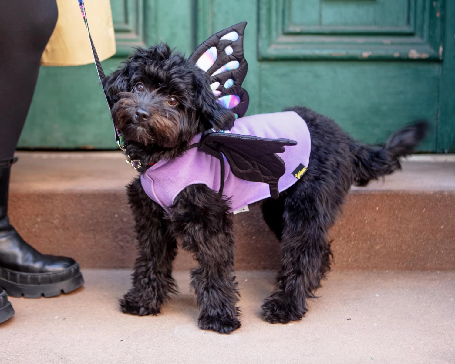 DOGO Adjustable Tie-On Butterfly Wings For Dogs - Image 6