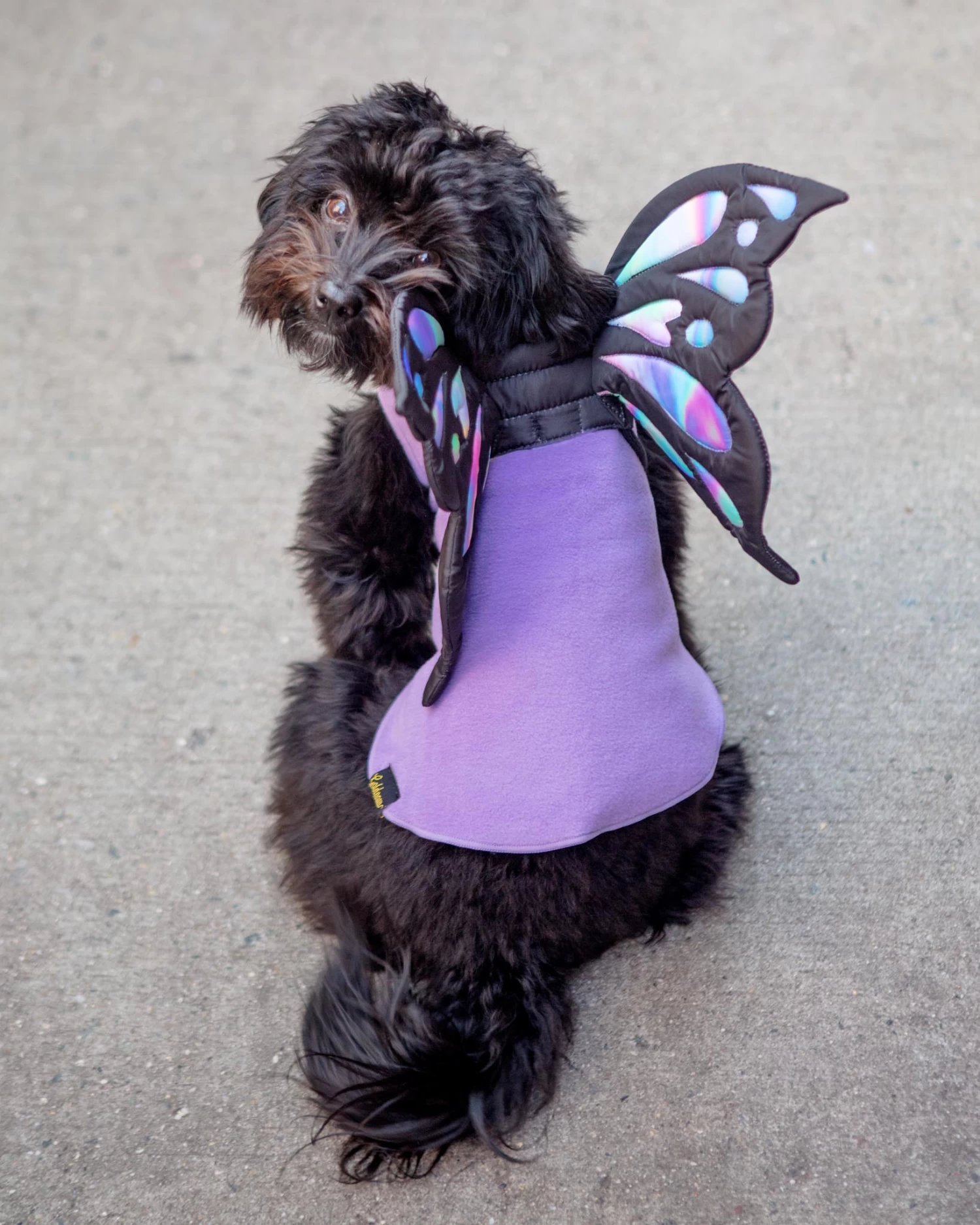 DOGO Adjustable Tie-On Butterfly Wings For Dogs - Image 7