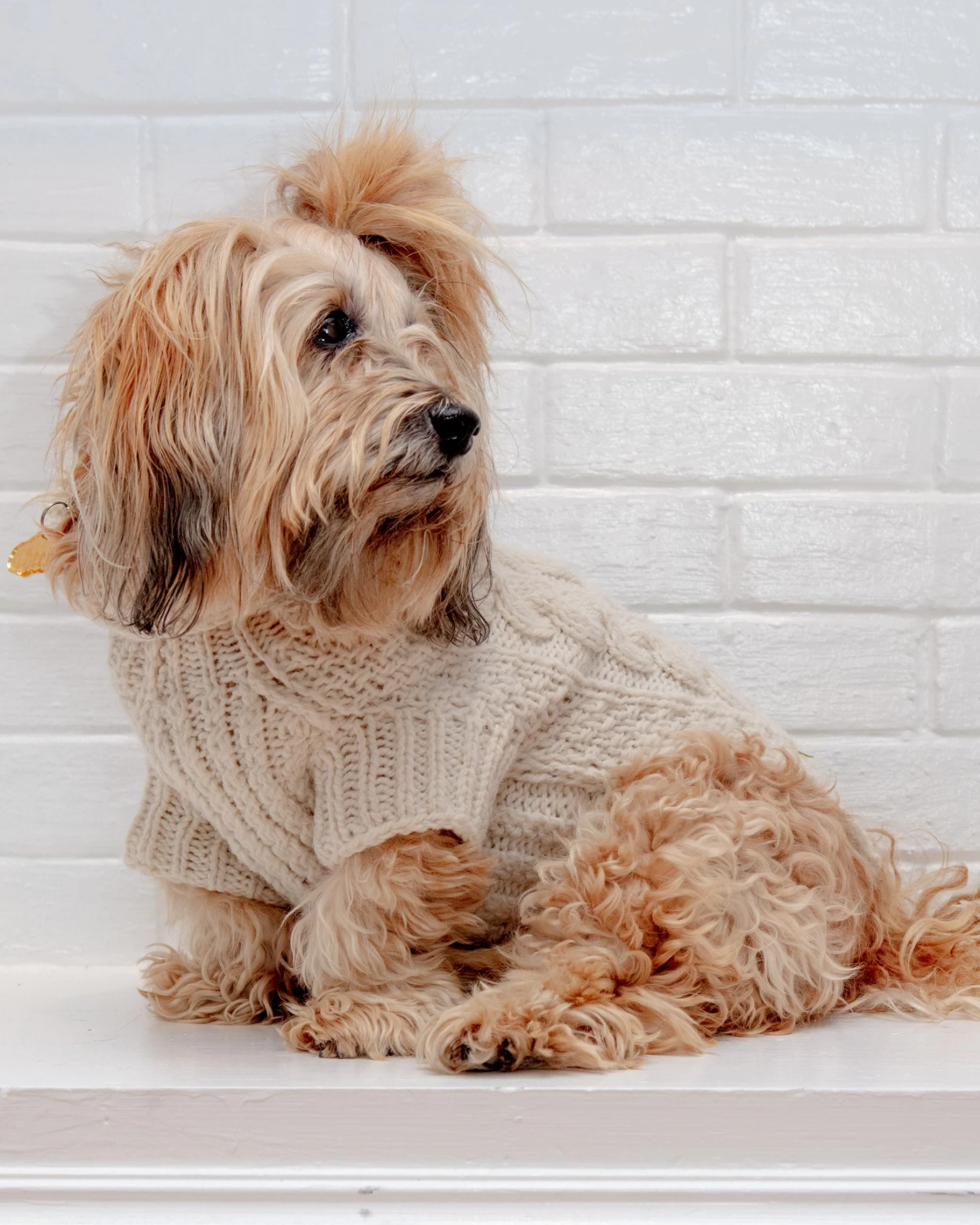 DOG & CO. COLLECTION Downtown Roll Neck Dog Sweater In Natural - Image 8