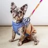 GOOBY Mountaineer Waterproof Dog Harness Jacket In Tan & Moonstone Blue (FINAL SALE)