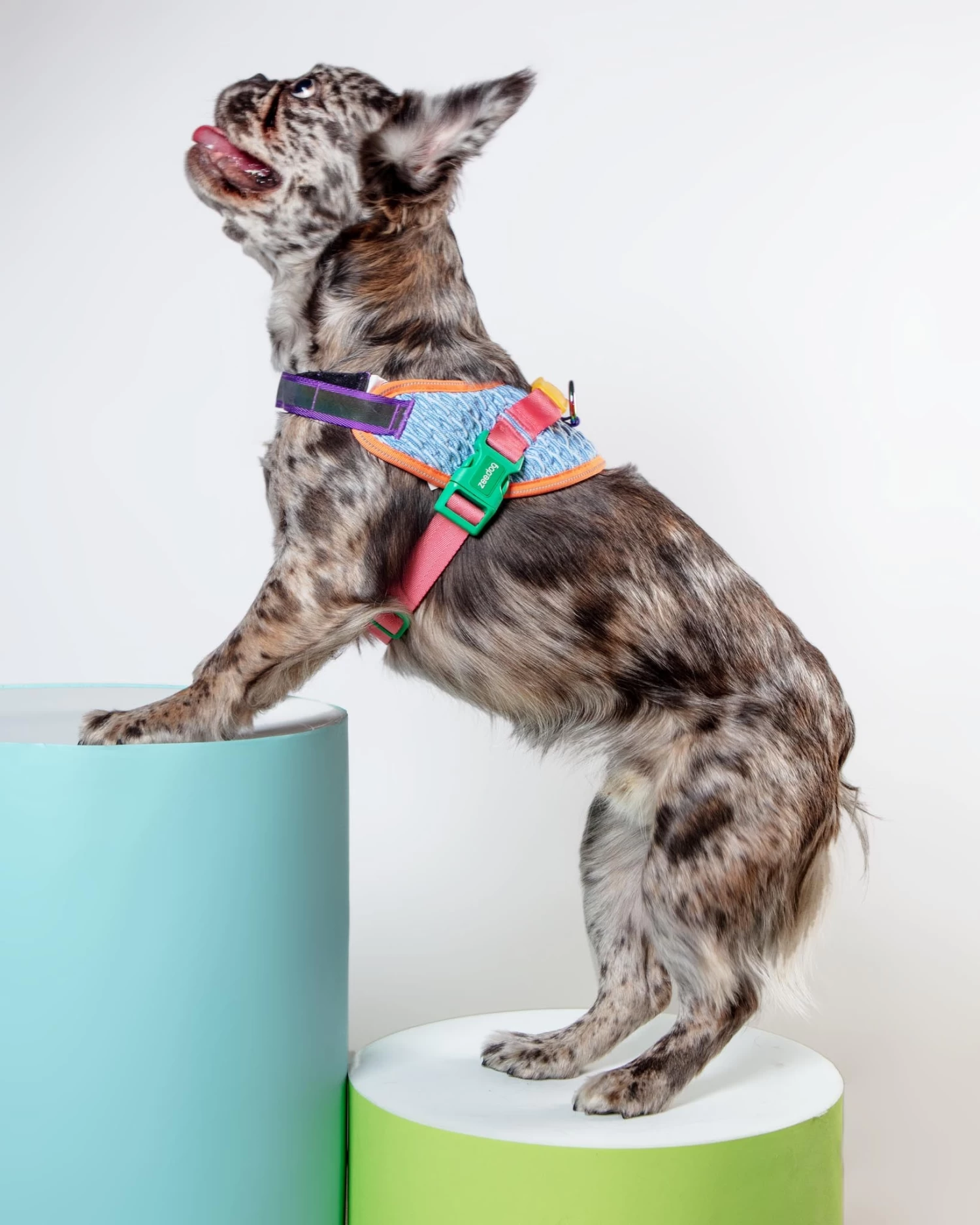 ZEE.DOG Flyharness In Galaxy For Dogs - Image 3