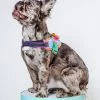 ZEE.DOG Flyharness In Galaxy For Dogs