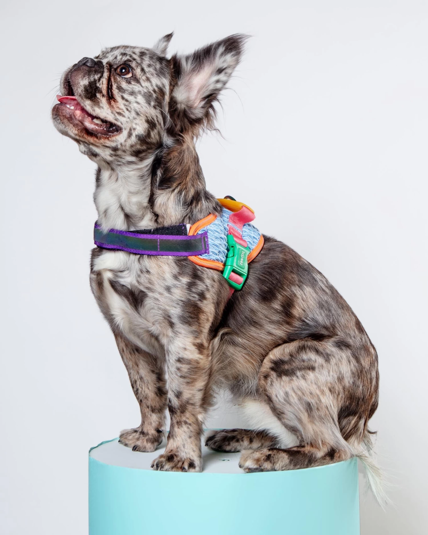 ZEE.DOG Flyharness In Galaxy For Dogs