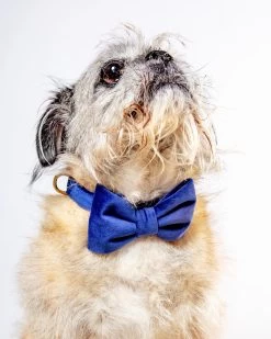 THE FOGGY DOG Navy Velvet Dog Bow-Tie (Made In The USA)