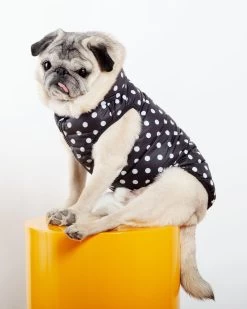 AIRYVEST For DOG & CO. Reversible AiryVest In Black + Black Dot (DOG & CO. Exclusive)