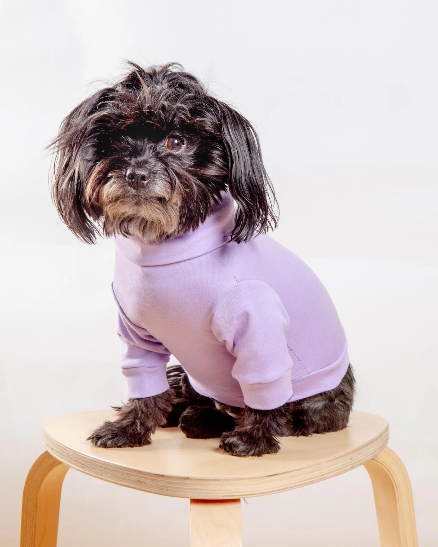 COLETTE ET GASTON Cotton Pullover Dog T-Shirt In Lavender Or Navy - Image 6