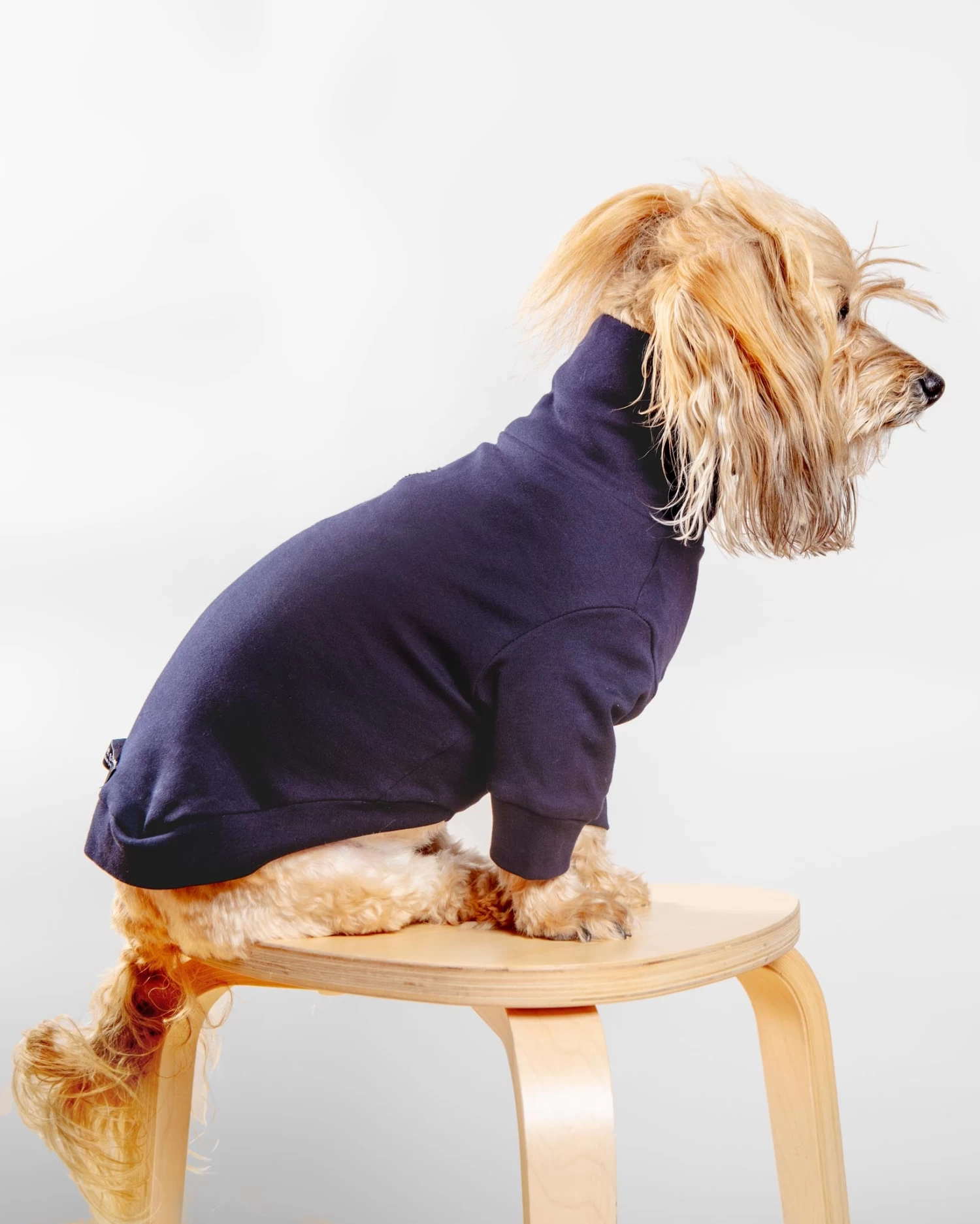 COLETTE ET GASTON Cotton Pullover Dog T-Shirt In Lavender Or Navy - Image 2