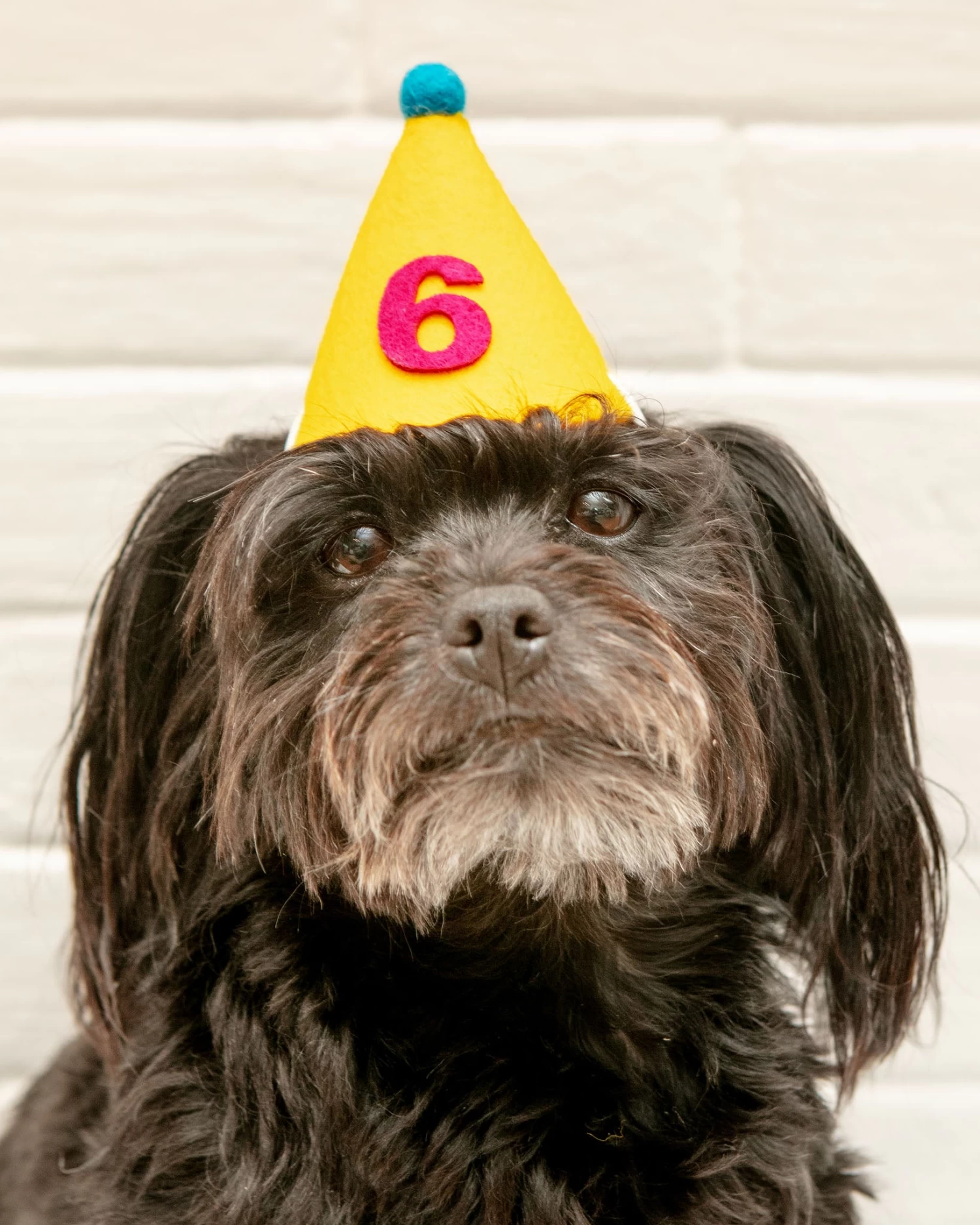 MODERN BEAST Numbered Pawty Hat (Made In The USA) - Image 5