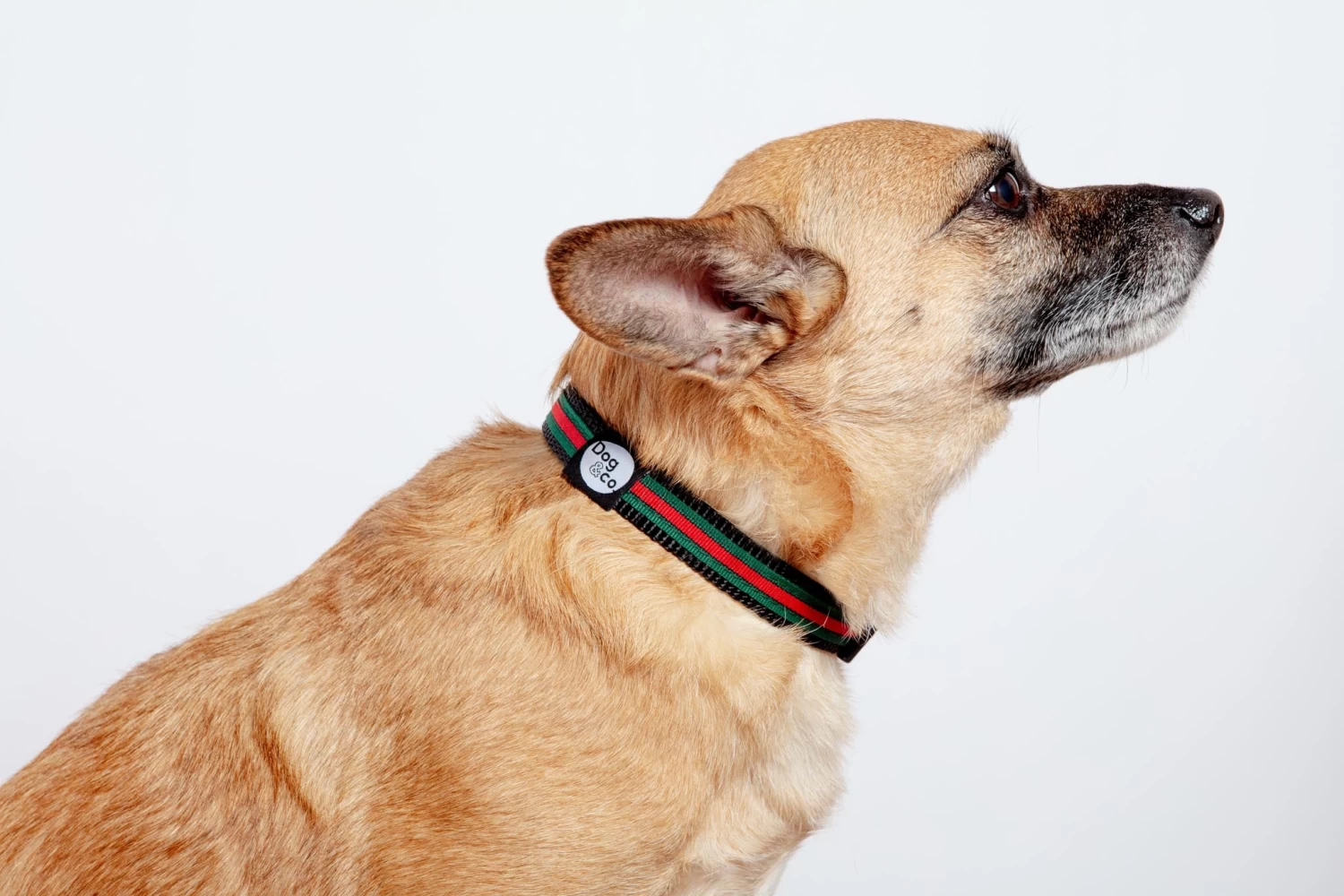 DOG & CO. COLLECTION Luxe Green & Red Stripe Dog Collar (Made In NYC) - Image 3