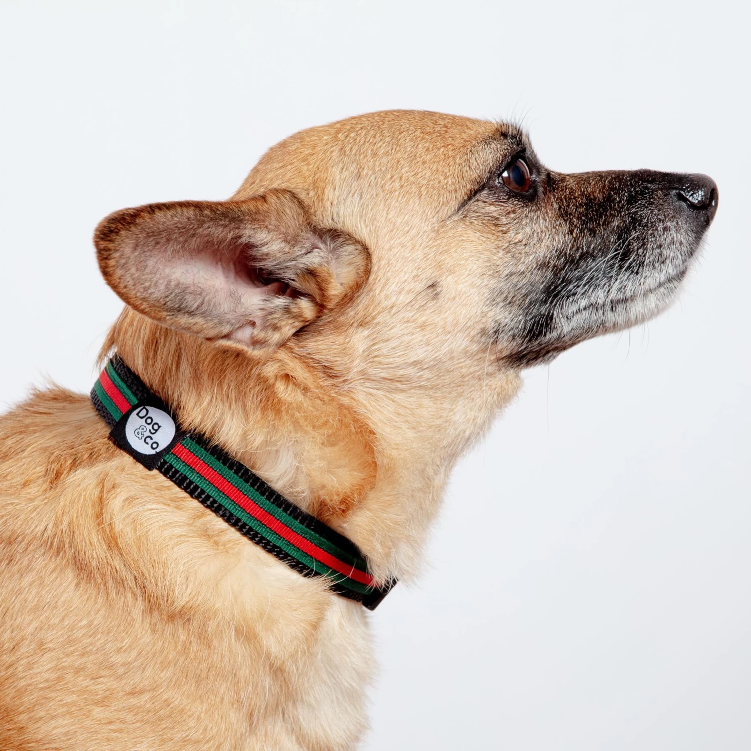 DOG & CO. COLLECTION Luxe Green & Red Stripe Dog Collar (Made In NYC) - Image 2