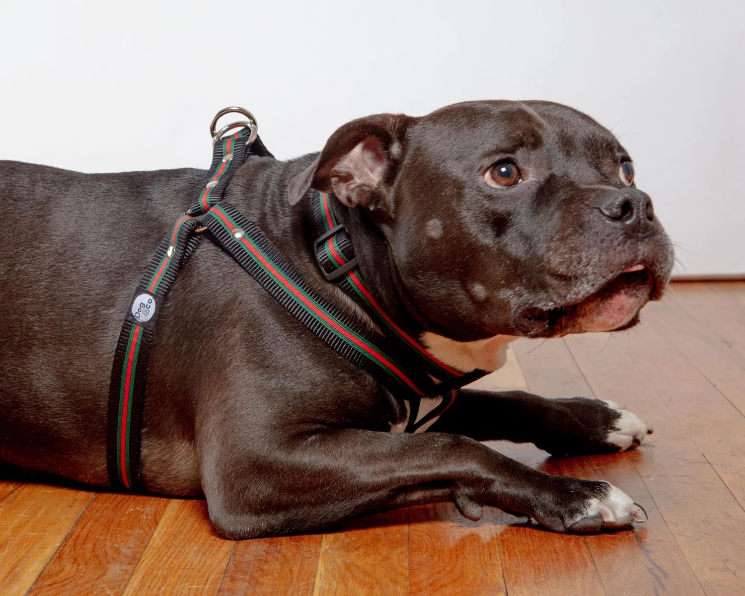 DOG & CO. COLLECTION Step-In Dog Harness In Luxe Green & Red Stripe (Made In NYC) - Image 8