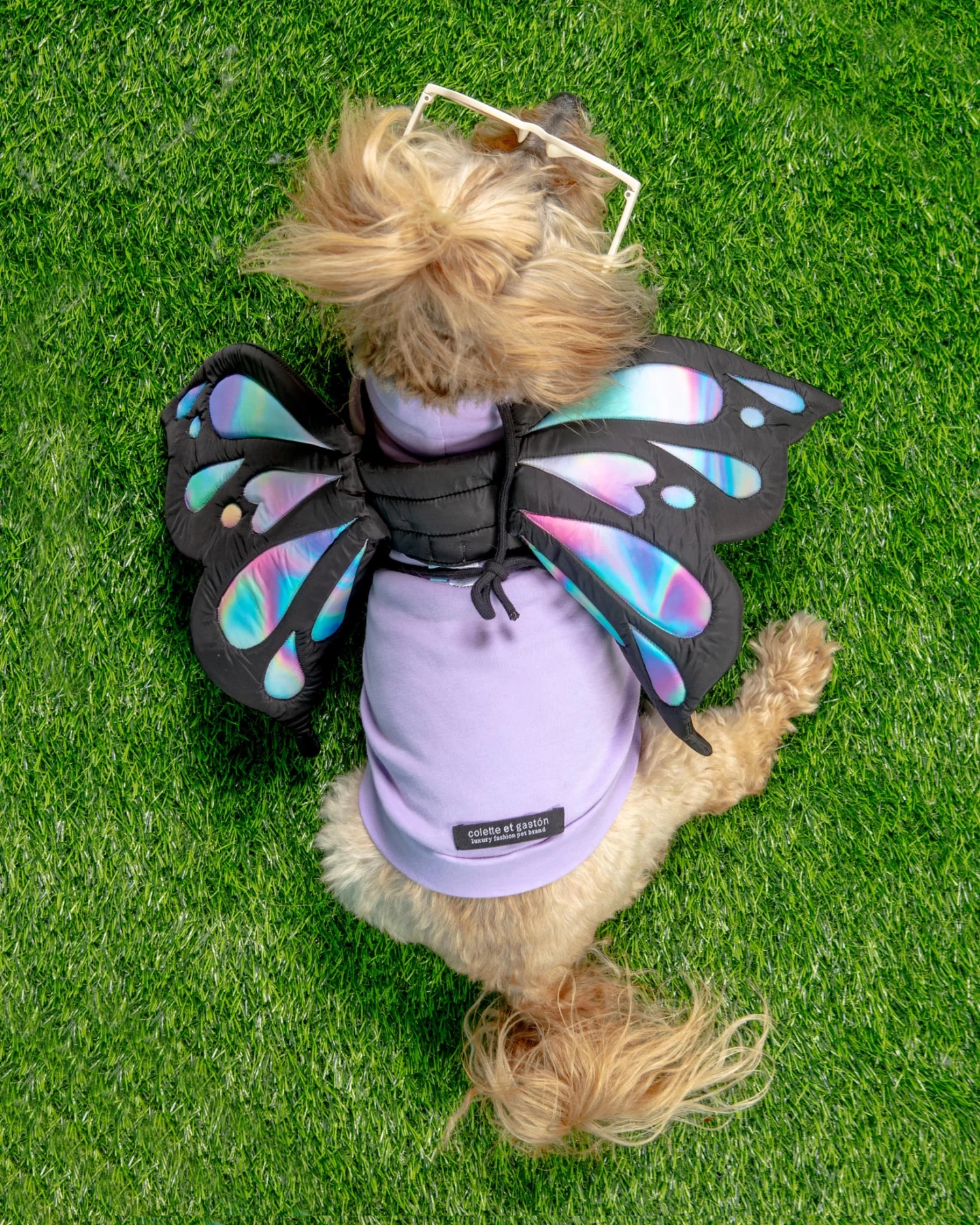 DOGO Adjustable Tie-On Butterfly Wings For Dogs - Image 4