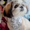 MODERN COMPANION Dog Bandana For Weddings Or Engagement (Made In The USA)