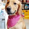 THE FOGGY DOG Raspberry Gingham Dog Bandana (Made In The USA)