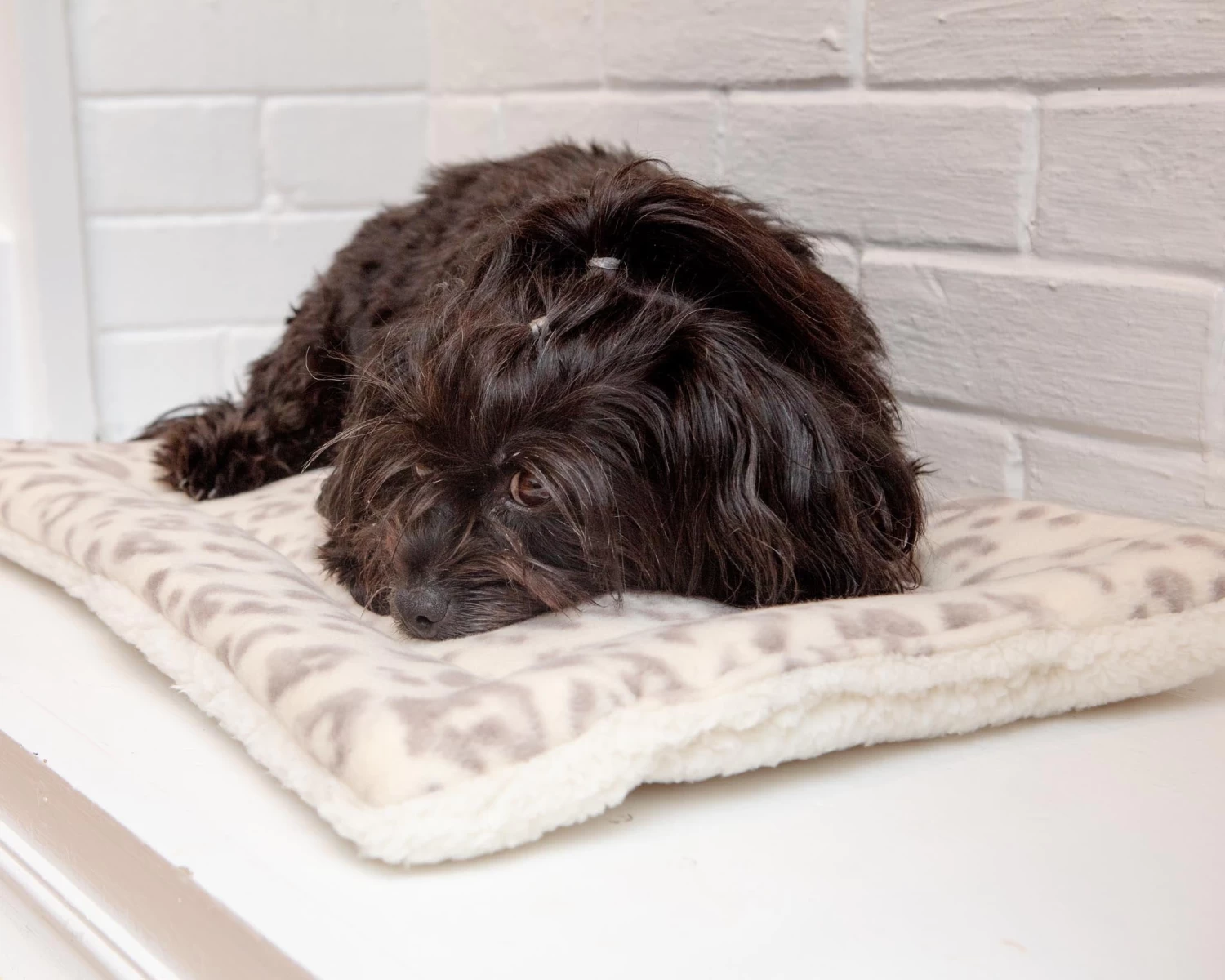 MUTTS & MITTENS Cream Leopard Plush Fleece Pet Napping Mat (Made In The USA) - Image 2