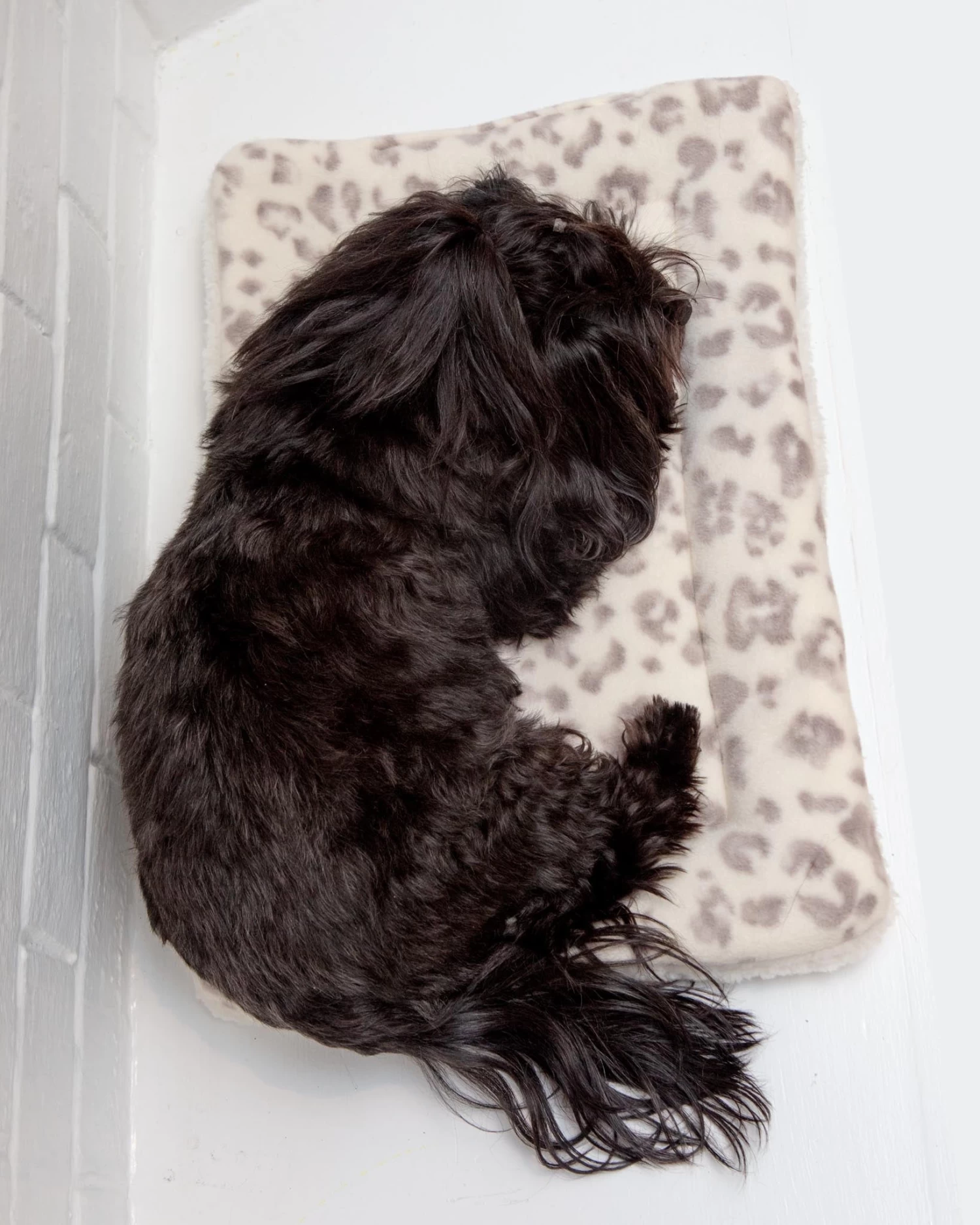 MUTTS & MITTENS Cream Leopard Plush Fleece Pet Napping Mat (Made In The USA) - Image 4