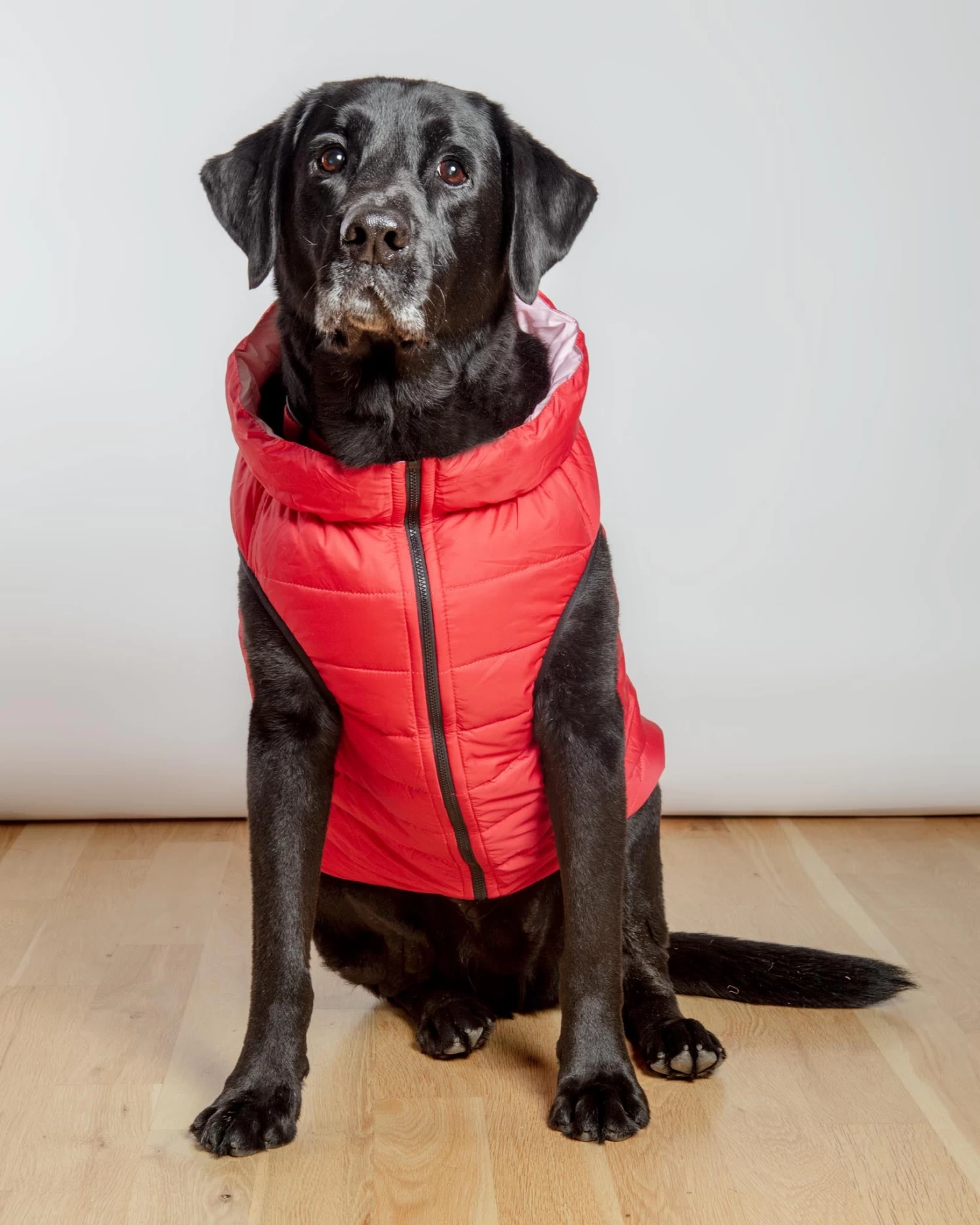 AIRYVEST For DOG & CO. Reversible AiryVest In Strawberry + Blush (DOG & CO. Exclusive) (FINAL SALE) - Image 3