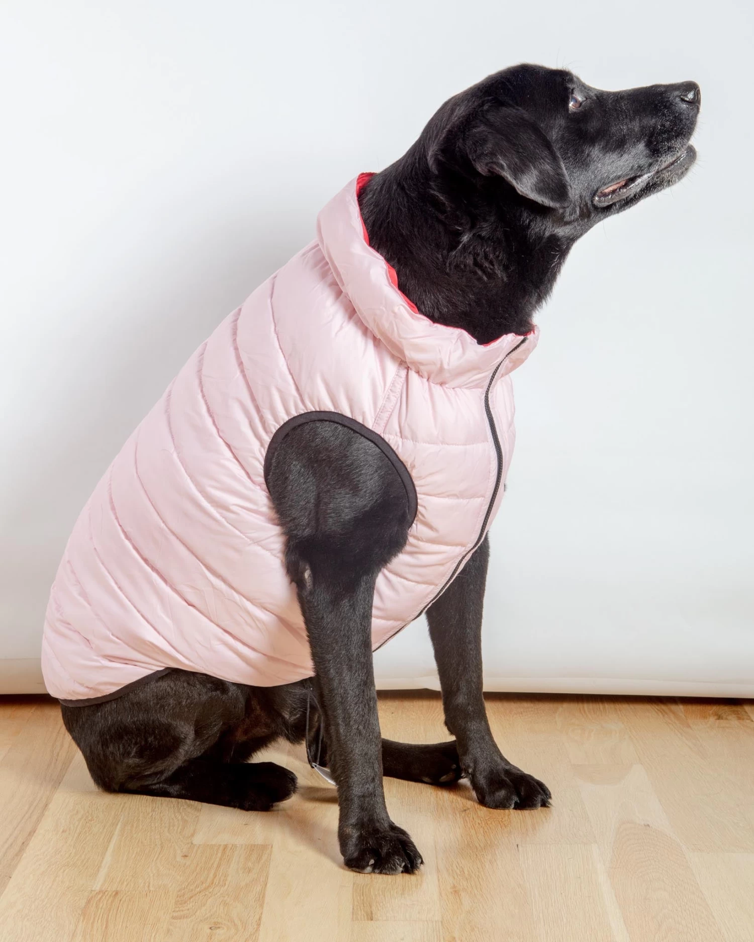 AIRYVEST For DOG & CO. Reversible AiryVest In Strawberry + Blush (DOG & CO. Exclusive) (FINAL SALE) - Image 2