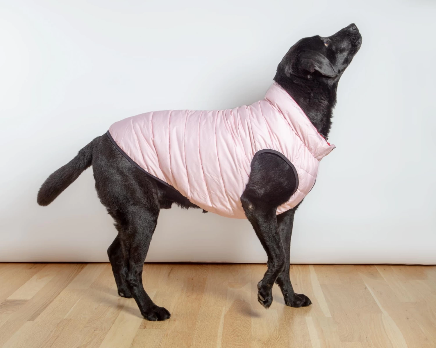 AIRYVEST For DOG & CO. Reversible AiryVest In Strawberry + Blush (DOG & CO. Exclusive) (FINAL SALE) - Image 4