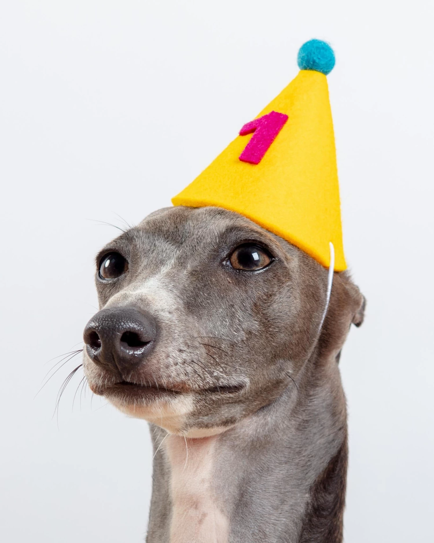 MODERN BEAST Numbered Pawty Hat (Made In The USA) - Image 2