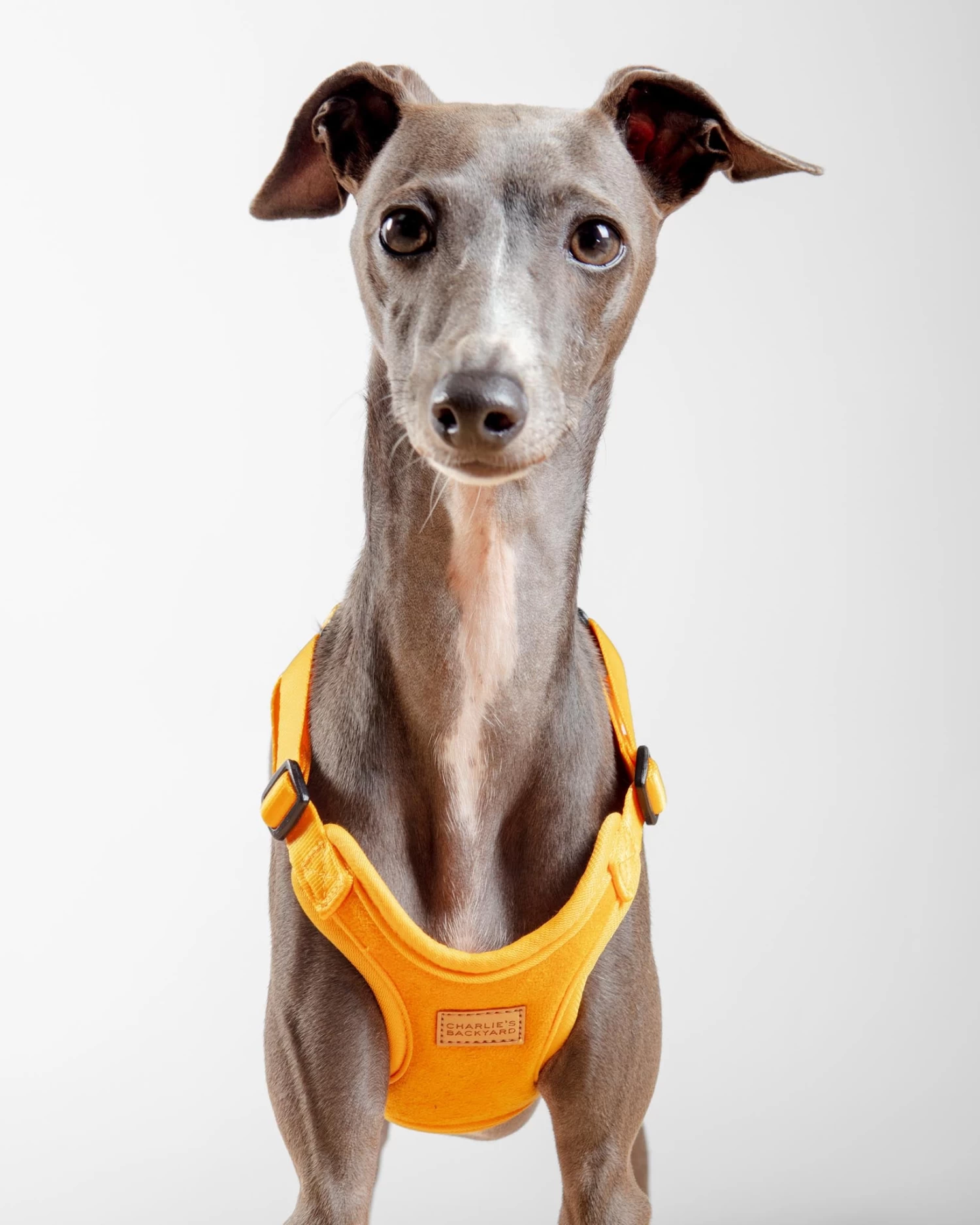 CHARLIE'S BACKYARD Comfort Dog Harness In Yellow - Image 3