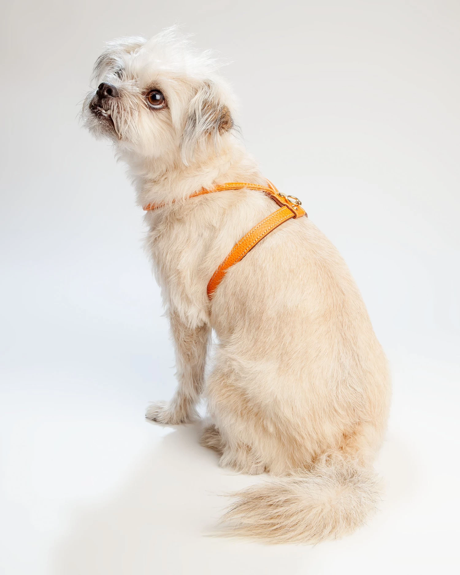 LA CINOPELCA Italian Leather Harness In Orange - Image 2