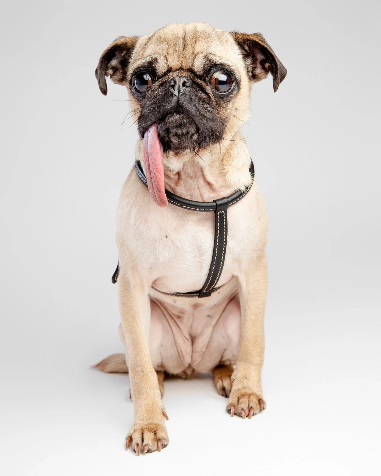 LA CINOPELCA Italian Leather Dog Harness In Classic Black - Image 2