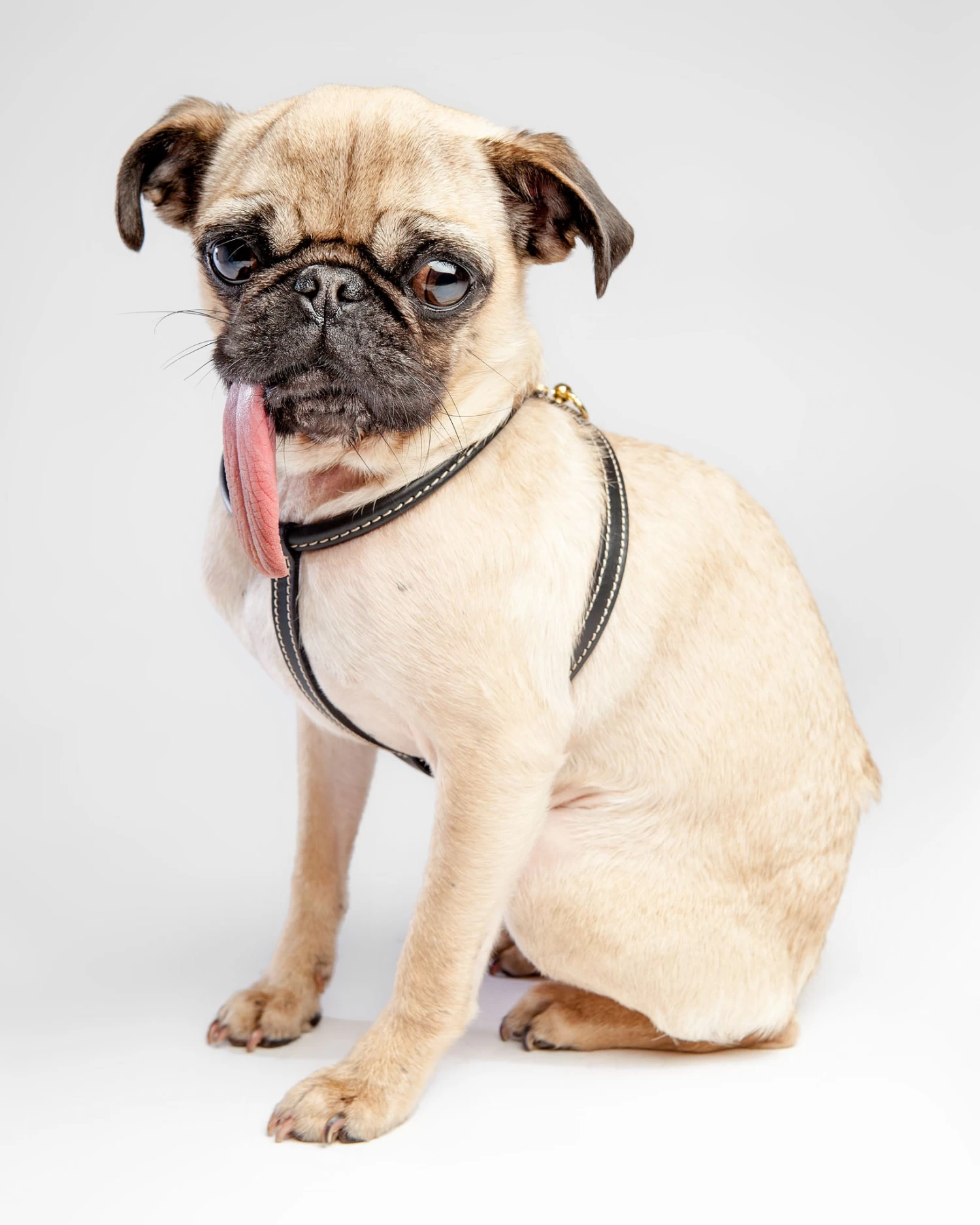 LA CINOPELCA Italian Leather Dog Harness In Classic Black