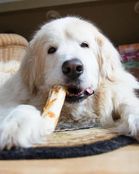 EARTH ANIMAL No-Hide Wholesome Dog Chew In Peanut Butter - Image 8