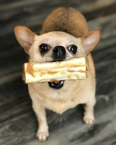 EARTH ANIMAL No-Hide Wholesome Dog Chew In Chicken - Image 7