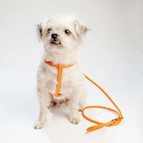 LA CINOPELCA Italian Leather Harness In Orange - Image 4