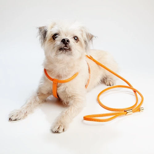 LA CINOPELCA Italian Leather Dog Leash In Orange - Image 4
