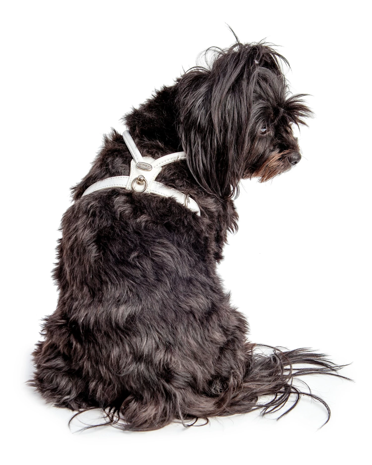 LA CINOPELCA Italian Leather Dog Harness In Ultra White