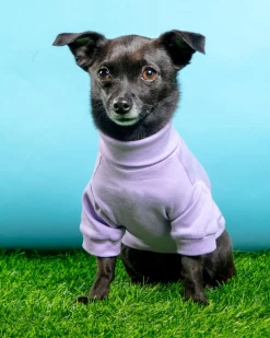 COLETTE ET GASTON Cotton Pullover Dog T-Shirt In Lavender Or Navy