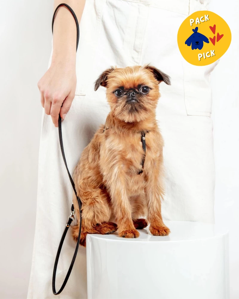 DOG & CO. Nylon Step-In Adjustable Dog Harness In Black (Made In The USA)