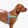 ZEE.DOG SoftWalk No-Pull Dog Harness (FINAL SALE)