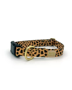 MAJOR DARLING Side-Release Buckle Dog Collar In Leopard
