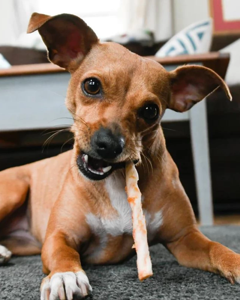 EARTH ANIMAL No-Hide Wholesome Dog Chew In Chicken - Image 13