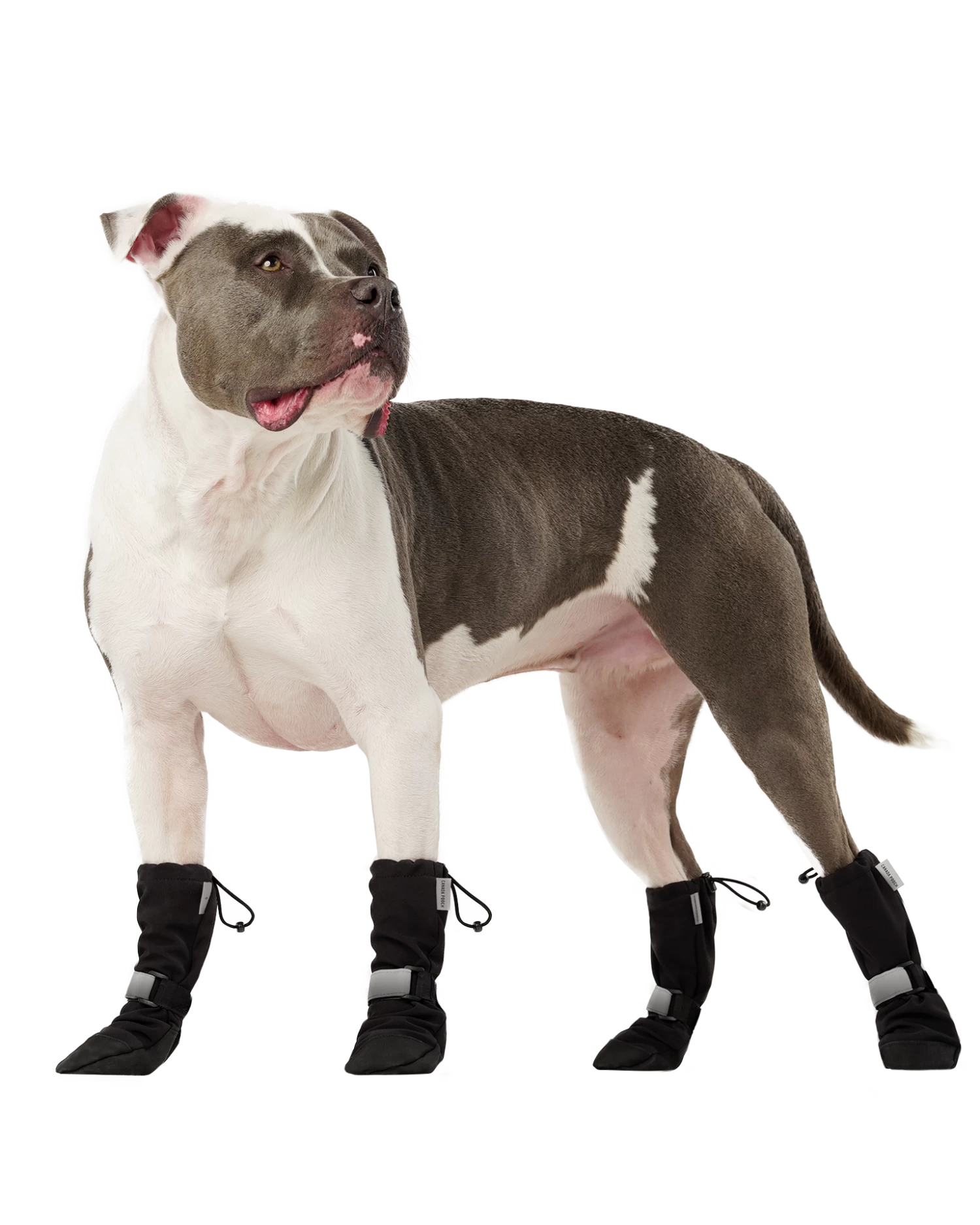 CANADA POOCH Soft Shield Dog Boots In Black - Image 5