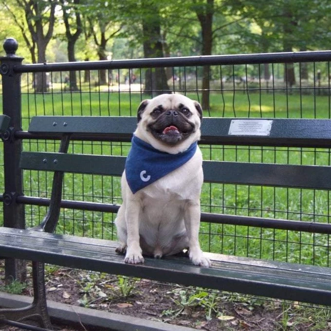 THRIFT DOG Custom Initial Bandana In Dark Denim (Drop-Ship) - Image 8