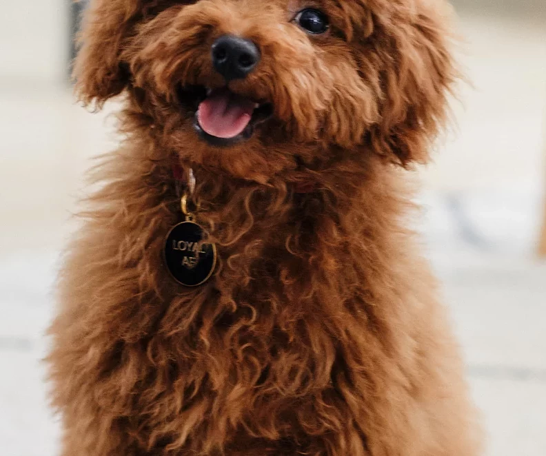 TWO TAILS PET COMPANY Loyal AF ID Tag (Custom/Drop-Ship) - Image 5