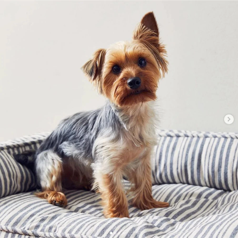 HARRY BARKER Ortho-Lounger Dog Bed (Direct-Ship) - Image 8