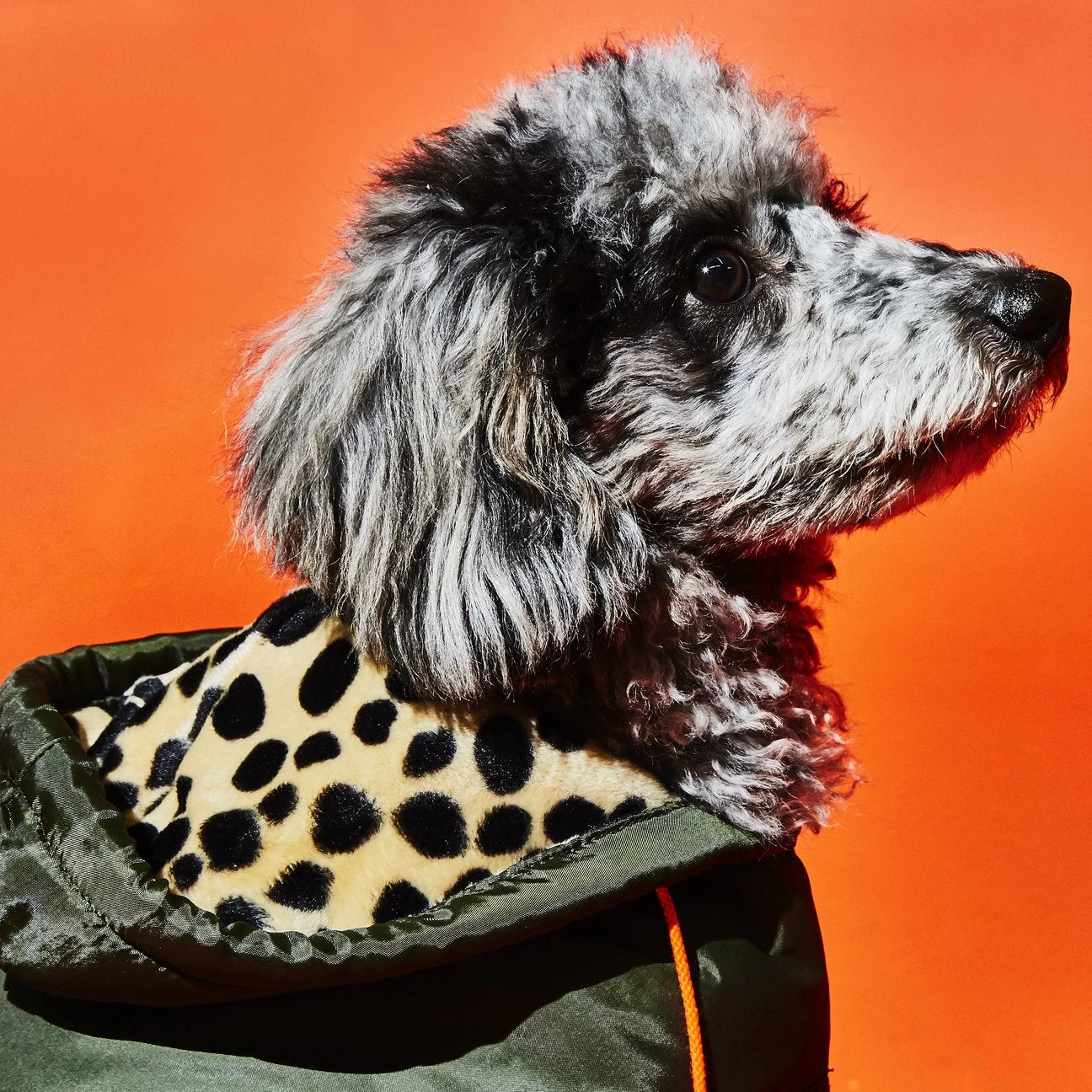 WARE OF THE DOG Olive W/ Animal Print Lining Puffer Dog Coat (FINAL SALE) - Image 4