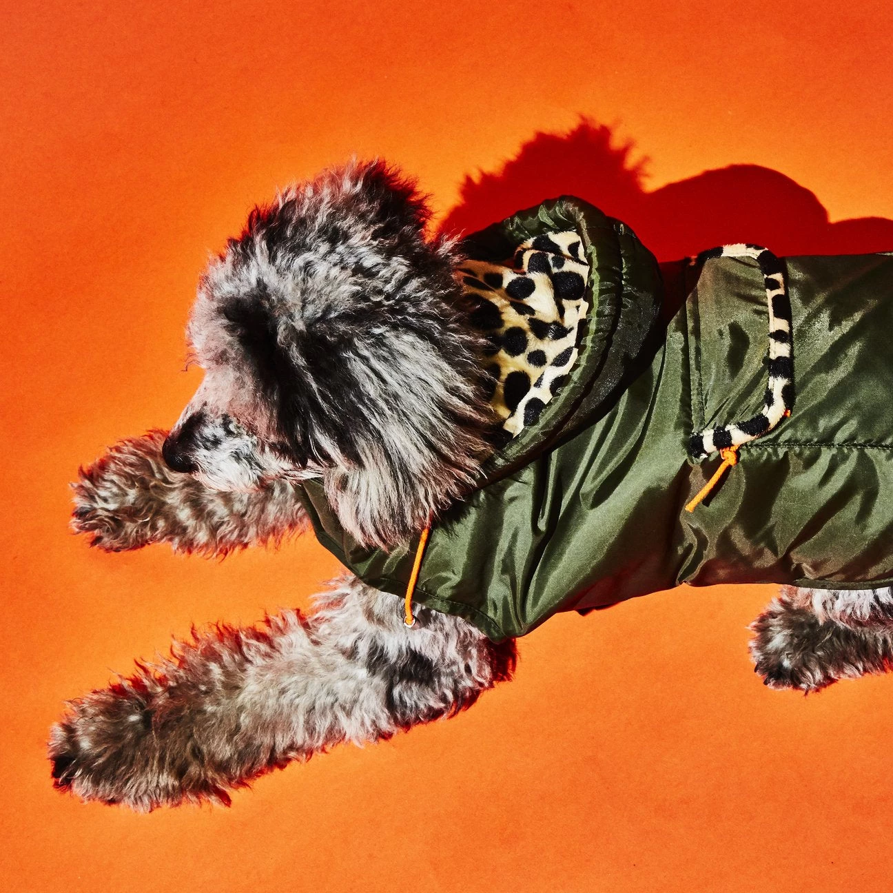 WARE OF THE DOG Olive W/ Animal Print Lining Puffer Dog Coat (FINAL SALE)
