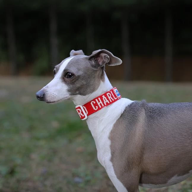 CHARLIE'S BACKYARD Trip Dog Collar In Red (CLEARANCE) - Image 3